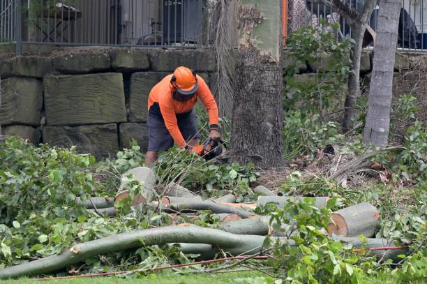 Tree Services